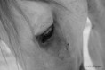 /album/photos-equine/dpp-0004-2-jpg/